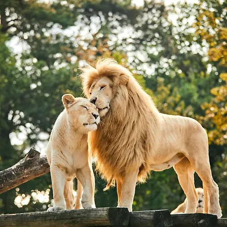 Safariland Stukenbrock Erlebnisresort 豪华帐篷 Schloß Holte-Stukenbrock