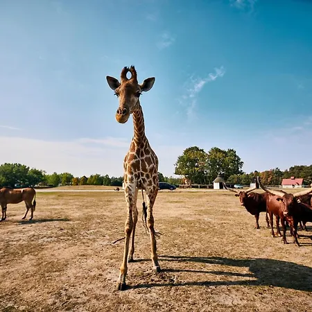 豪华帐篷 Safariland Stukenbrock Erlebnisresort