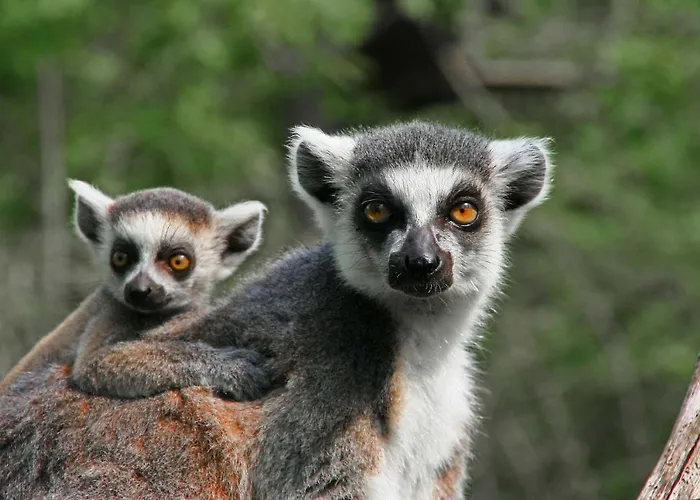 Safariland Stukenbrock Erlebnisresort Luxusní stan *