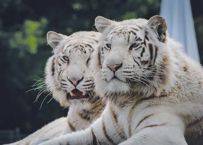 Luxusní stan Safariland Stukenbrock Erlebnisresort