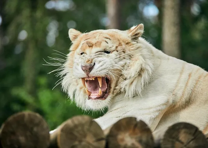 Safariland Stukenbrock Erlebnisresort * Schloß Holte-Stukenbrock