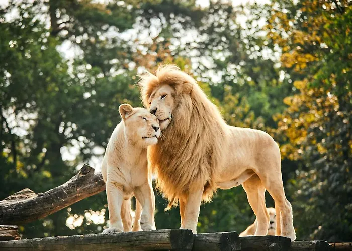 Safariland Stukenbrock Erlebnisresort Luxusní stan Schloß Holte-Stukenbrock