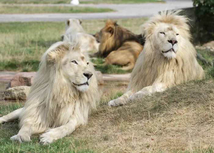 Luxusní stan Safariland Stukenbrock Erlebnisresort *